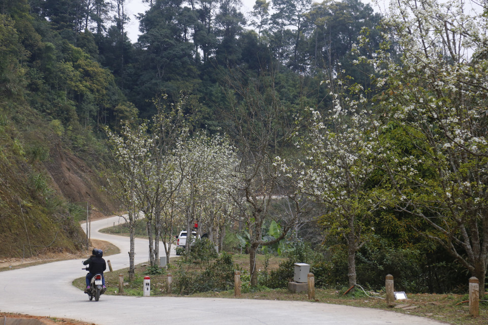 Con đường hoa lê được chính quyền xã Hồng Thái, huyện Na Hang, tỉnh Tuyên Quang trồng có chiều dài hơn 5km, chạy dài từ trung tâm xã đến giáp địa phận xã Cổ Linh, huyện Pắc Nặm, tỉnh Bắc Kạn. (Ảnh: Nam Sương/TTXVN)