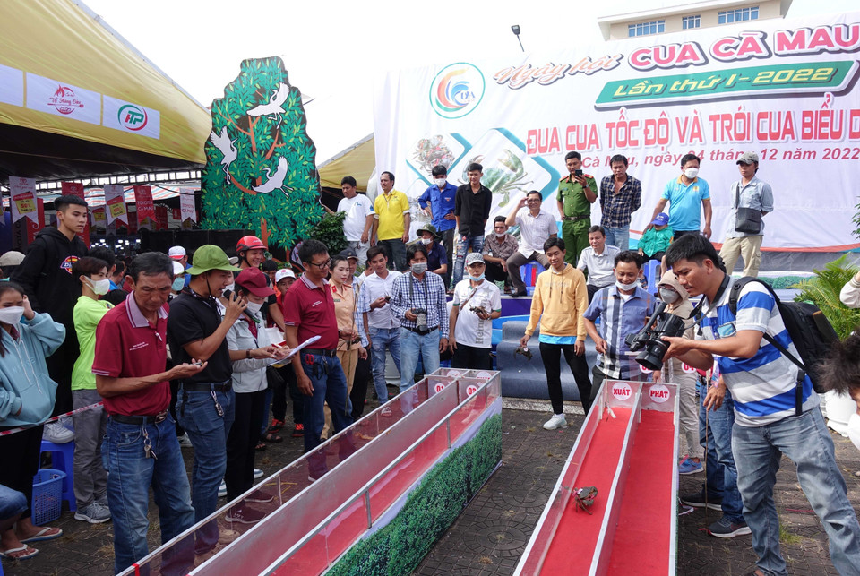 Trò chơi đua cua tốc độ thu hút rất đông du khách đến xem.(Ảnh: Huỳnh Anh/TTXVN)