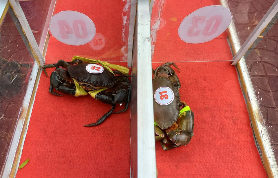 Đối với trò chơi đua cua tốc độ, thời gian thi đấu mỗi trận khoảng 2 phút, 'cua thủ' nào về đích trước sẽ giành chiến thắng và tham gia tranh tài ở vòng chung kết. (Ảnh: Huỳnh Anh/TTXVN)