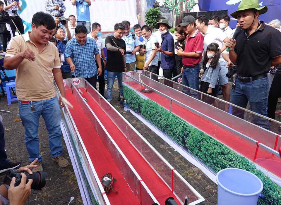 Trò chơi đua của tốc độ lần đầu được tổ chức tại vùng đất được xem là 'thủ phủ cua.' (Ảnh: Huỳnh Anh/TTXVN)