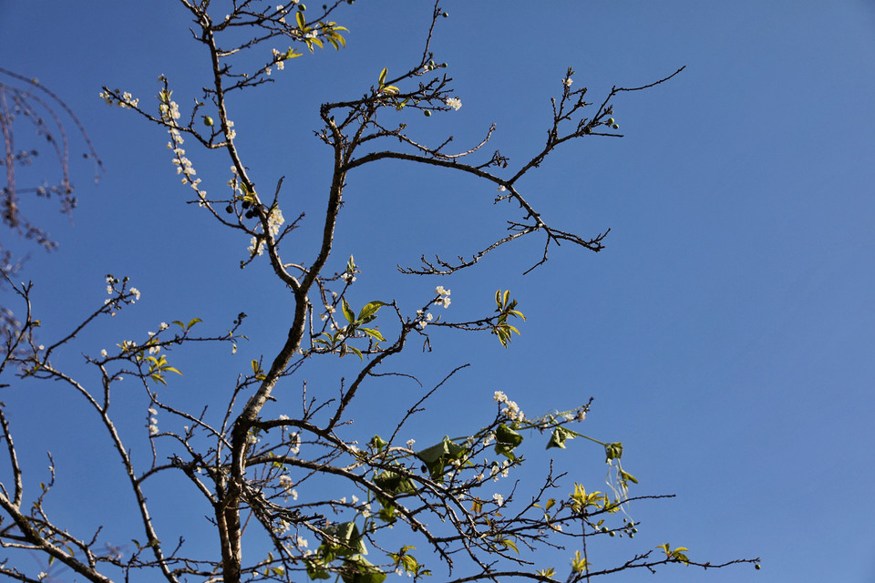 Sắc Xuân đã về trên bản làng của người H'Mông.(Ảnh: Xuân Mai/Vietnam+)