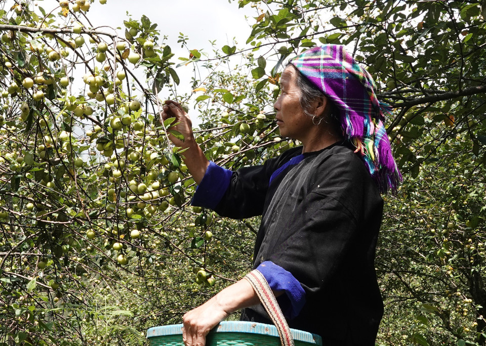 Một phụ nữ người Mông tại xã Lao Chải thu hoạch sơn tra. (Ảnh: Tuấn Anh/TTXVN)