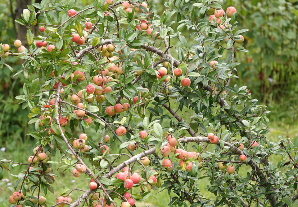 Trước đây, cây táo mèo hay còn gọi là cây sơn tra mọc tự nhiên trên núi cao, người H'Mông ở vùng cao Mù Cang Chải (Yên Bái) thường hái quả về ăn và làm thuốc. (Ảnh: Tuấn Anh/TTXVN)
