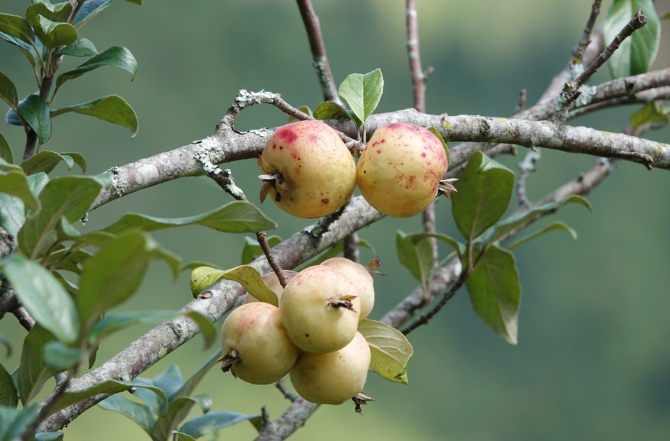 Táo mèo vừa là một vị thuốc quý, vừa dùng để giải khát trong mùa Hè. (Ảnh: Tuấn Anh/TTXVN)