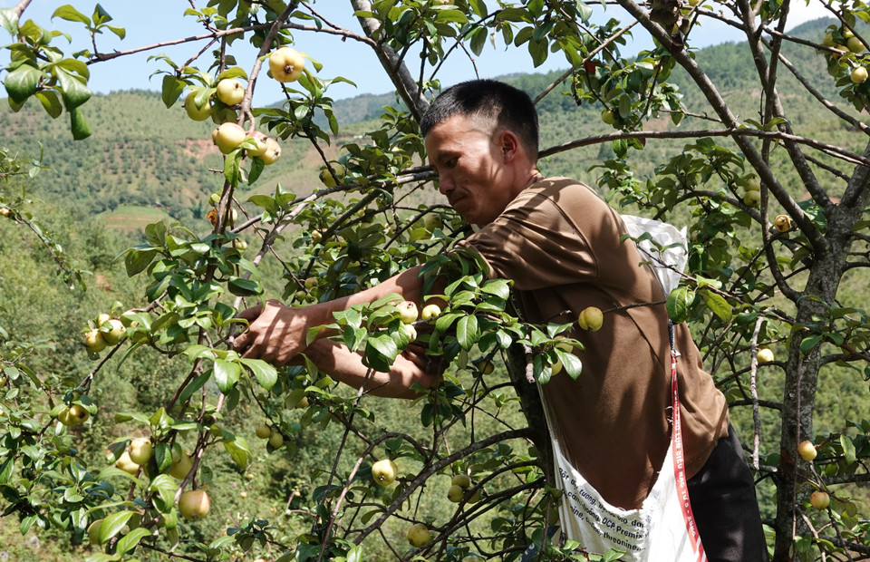 Anh Giàng A Ký, bản Dào Cu Nha, xã Lao Chải, thu hoạch táo mèo. (Ảnh: Tuấn Anh/TTXVN)