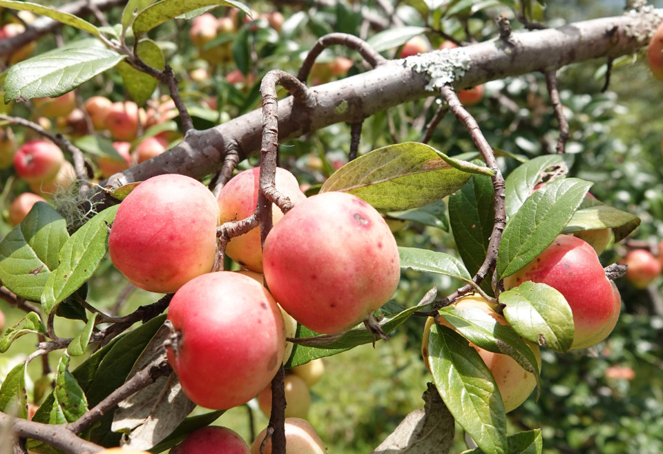 Táo mèo chín sẽ ngả màu đỏ nên bà con gọi là táo má hồng. (Ảnh: Tuấn Anh/TTXVN)