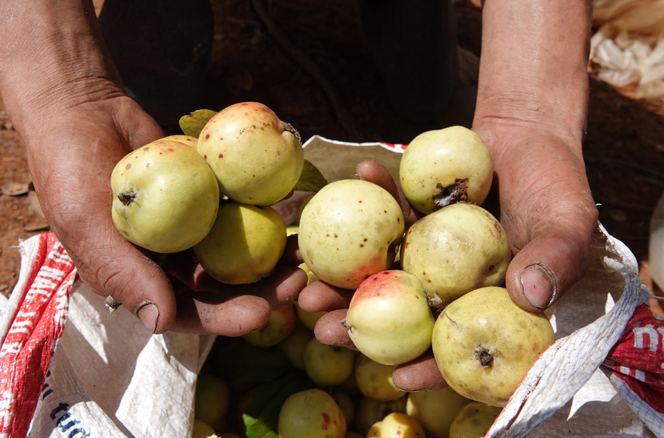 Những quả táo đạt chất lượng được người dân lựa chọn để mang ra chợ bán. (Ảnh: Tuấn Anh/TTXVN)