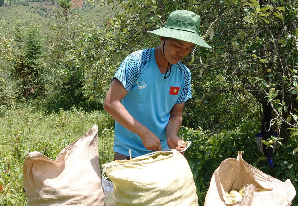 Người dân đang đóng bao để vận chuyển táo mèo đi tiêu thụ. (Ảnh: Tuấn Anh/TTXVN)