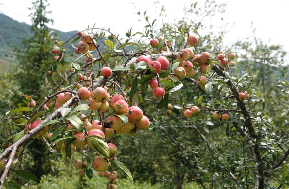 Táo mèo, còn được gọi là quả sơn tra, giúp nhiều hộ dân vùng cao thoát nghèo. (Ảnh: Tuấn Anh/TTXVN)