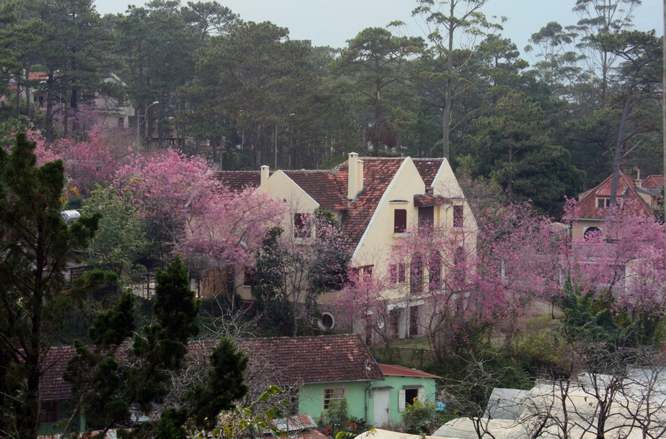 Mai anh đào trong các khu biệt thự cổ tại thành phố Đà Lạt. (Ảnh: Chu Quốc Hùng/TTXVN)