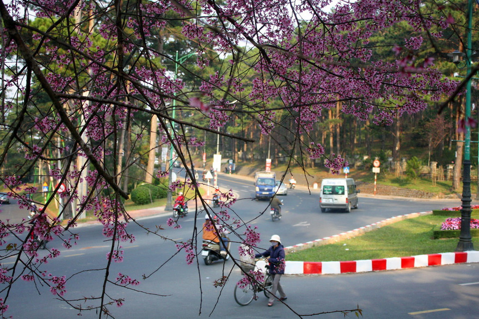 Mai anh đào rực rỡ trên phố núi Đà Lạt. (Ảnh: Chu Quốc Hùng/TTXVN)