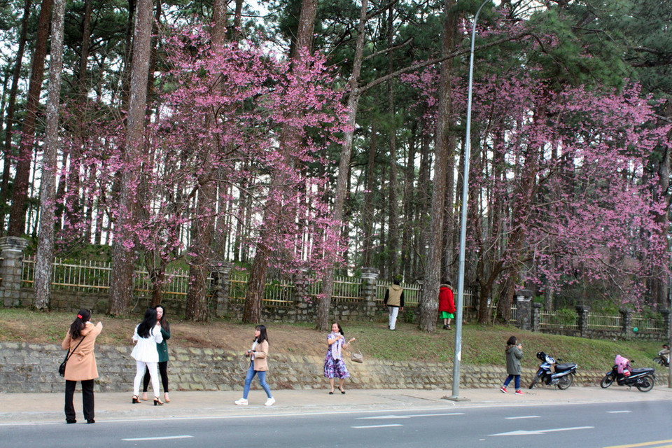 Du khách hào hứng với hoa anh đào bên đường Trần Hưng Đạo (Đà Lạt). (Ảnh: Chu Quốc Hùng/TTXVN)
