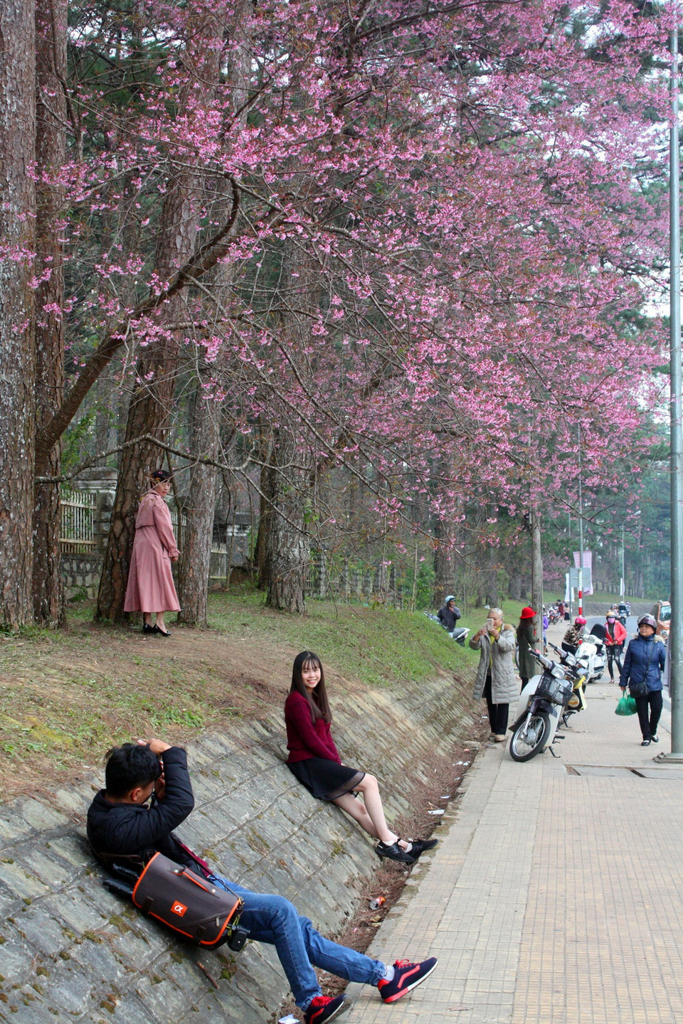 Du khách hào hứng với hoa anh đào bên đường Trần Hưng Đạo (Đà Lạt). (Ảnh: Chu Quốc Hùng/TTXVN)