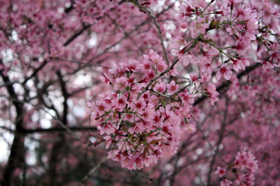 Mai anh đào nở rộ trên phố núi Đà Lạt. (Ảnh: Chu Quốc Hùng/TTXVN)