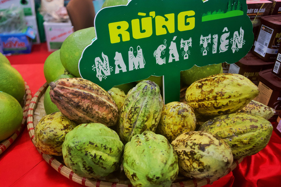 Cacao, một đặc sản của khu vực phía Nam. (Ảnh: Nhật Lam/Vietnam+)