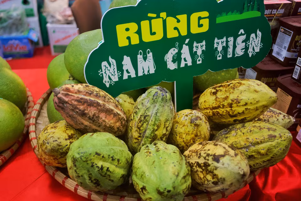Cacao, một đặc sản của khu vực phía Nam. (Ảnh: Nhật Lam/Vietnam+)