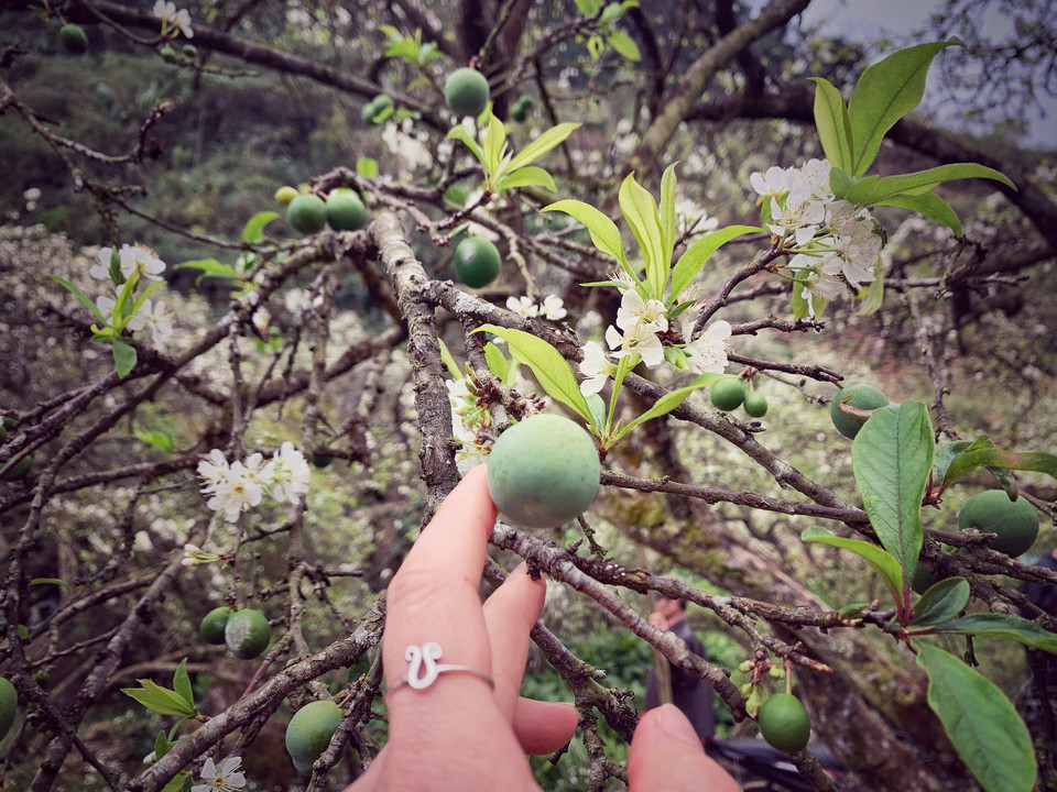 Những trái mận đầu mùa. (Ảnh: Xuân Mai/Vietnam+)