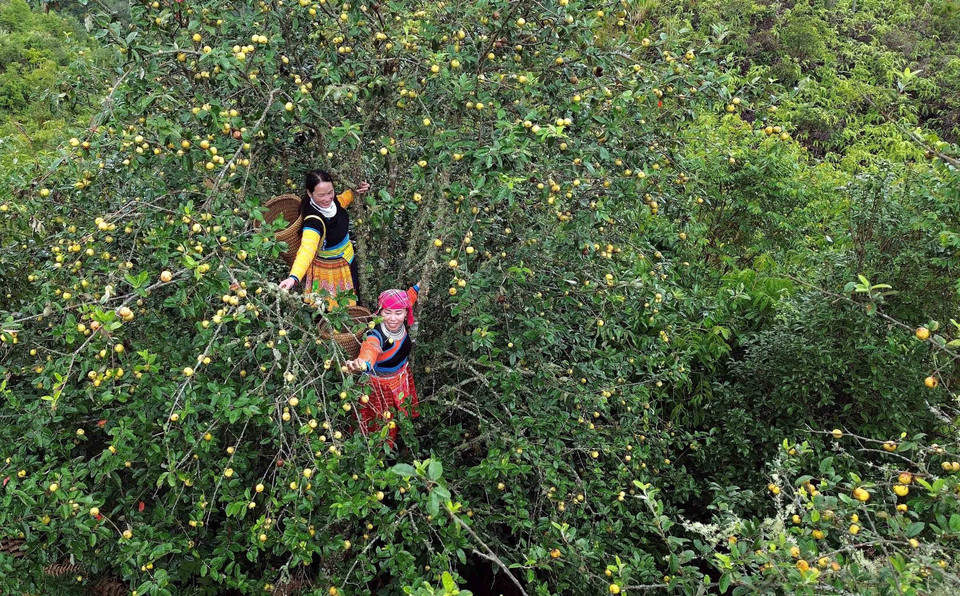 Đồng bào dân tộc Mông tại xã Xím Vàng (Bắc Yên, Sơn La) thu hoạch sơn tra. (Ảnh: Quang Quyết/TTXVN)