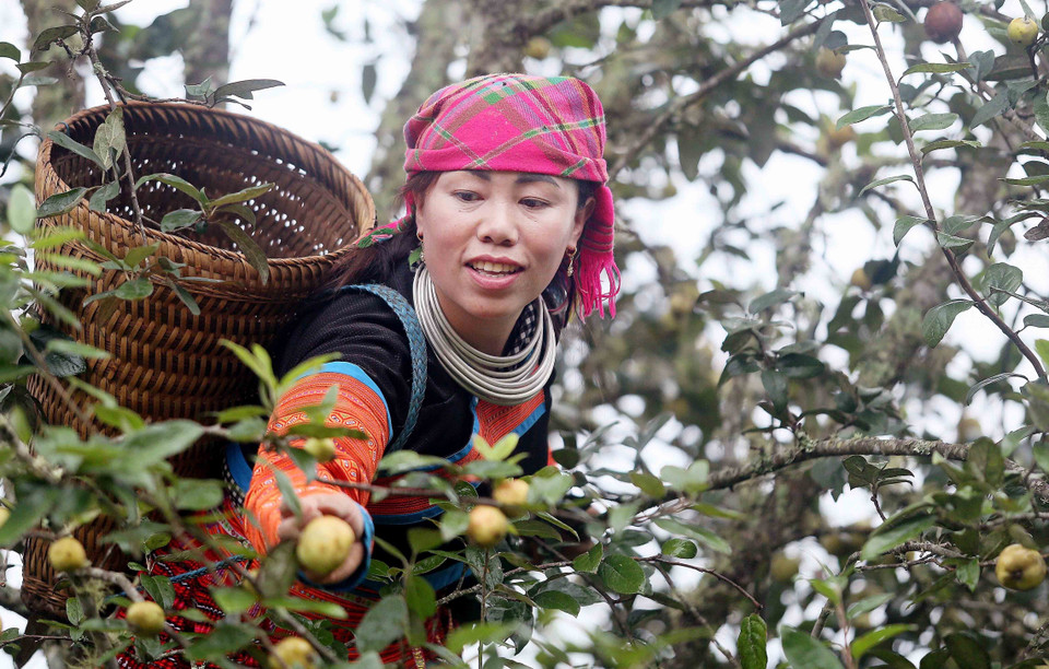 Đồng bào dân tộc Mông tại xã Xím Vàng (Bắc Yên, Sơn La) thu hoạch sơn tra. (Ảnh: Quang Quyết/TTXVN)