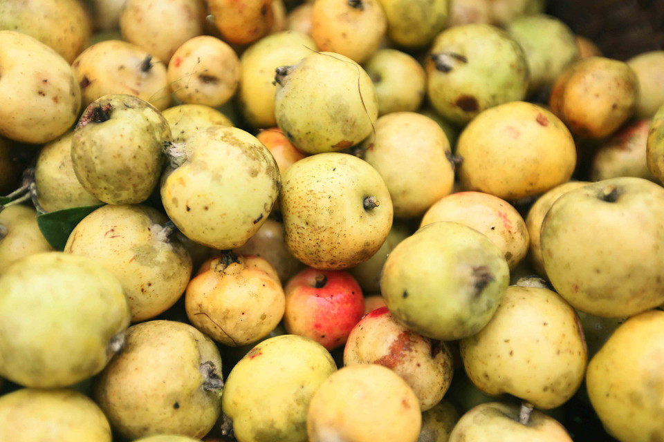 Quả sơn tra quả to, đồng đều, chất lượng thơm ngon. (Ảnh: Quang Quyết/TTXVN)