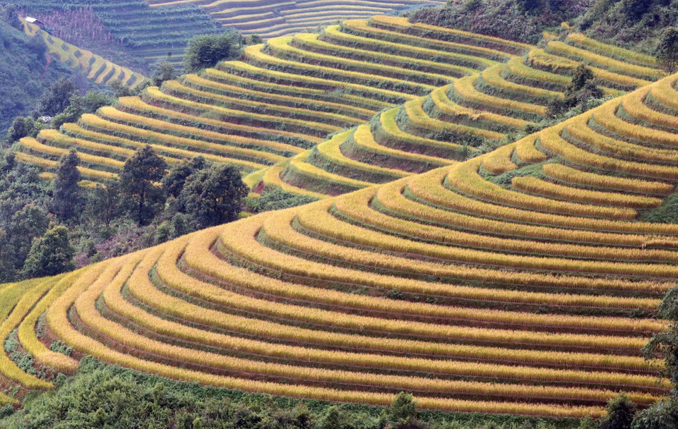 Những thửa ruộng bậc thang lúa chín vàng tại xã Xím Vàng như những dải lụa mềm mại, tạo khung cảnh thơ mộng. (Ảnh: Quang Quyết/TTXVN)