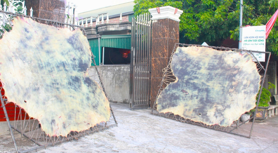 Da trâu được phơi căng để làm mặt trống. (Ảnh: Phương Anh/TTXVN)