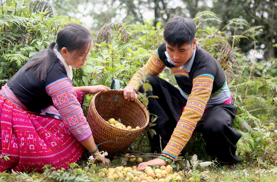 Đồng bào dân tộc Mông tại xã Xím Vàng (Bắc Yên, Sơn La) thu hoạch sơn tra. (Ảnh: Quang Quyết/TTXVN)