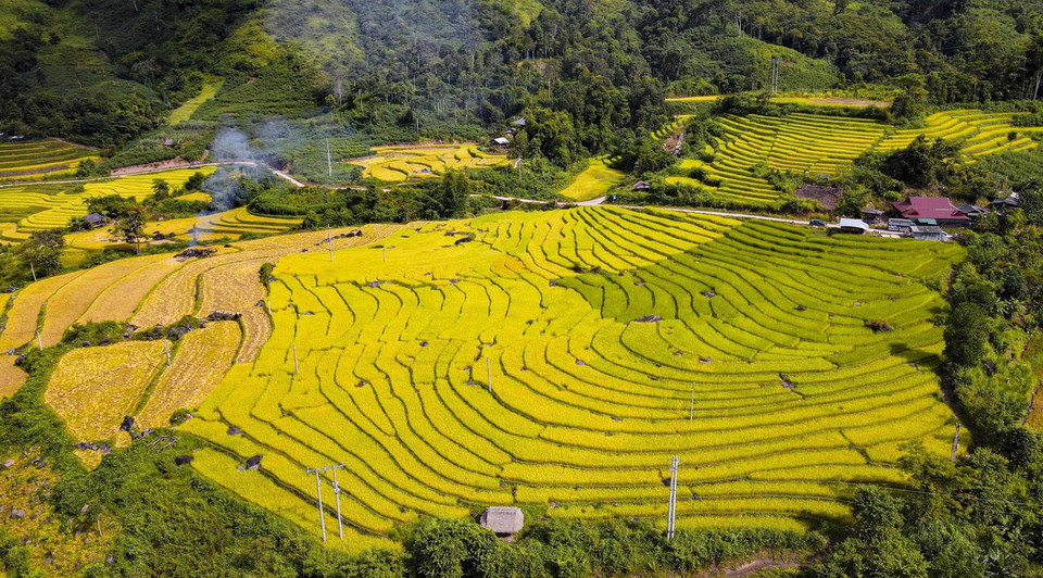 Lúa chín vàng tạo nên bức tranh rực rỡ sắc màu trên cánh đồng Huổi Thanh. (Ảnh: Xuân Tư/TTXVN)