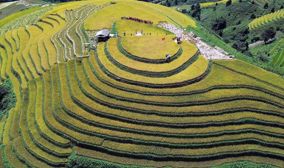 Những thửa ruộng bậc thang mùa lúa chín tại xã Xím Vàng tạo khung cảnh thơ mộng, thu hút rất đông khách du lịch. (Ảnh: Quang Quyết/TTXVN)