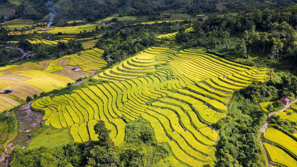 Cánh đồng Huổi Thanh vào mùa lúa chín vàng. (Ảnh: Xuân Tư/TTXVN)
