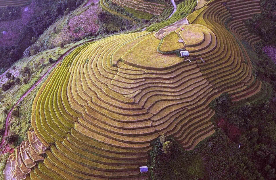 Những thửa ruộng bậc thang mùa lúa chín tại xã Xím Vàng như những dải lụa mềm mại, tạo khung cảnh thơ mộng. (Ảnh: Quang Quyết/TTXVN)