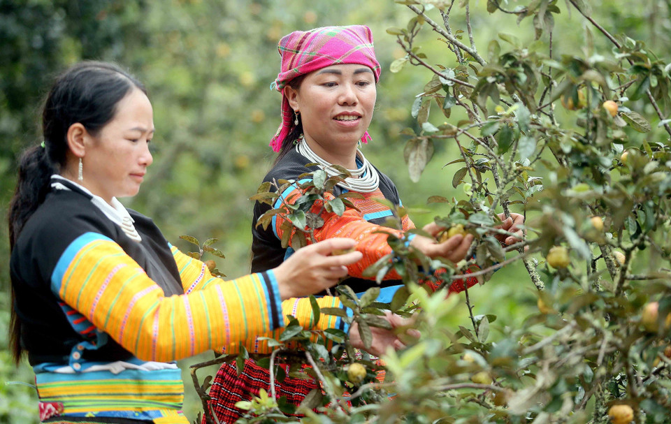 Đồng bào dân tộc Mông tại xã Xím Vàng (Bắc Yên, Sơn La) thu hoạch sơn tra. (Ảnh: Quang Quyết/TTXVN)
