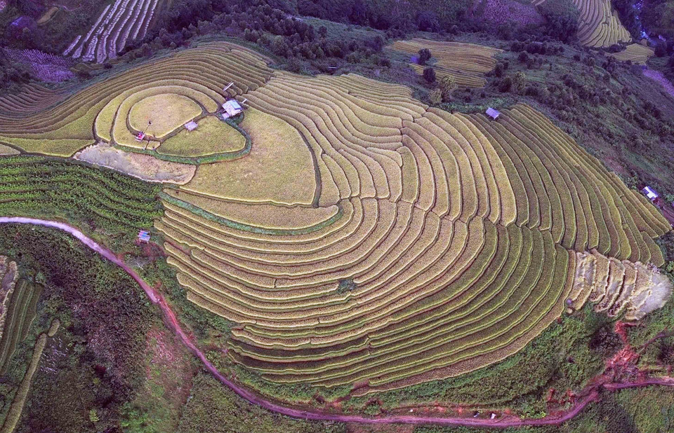 Những thửa ruộng bậc thang mùa lúa chín tại xã Xím Vàng như những dải lụa mềm mại, tạo khung cảnh thơ mộng. (Ảnh: Quang Quyết/TTXVN)