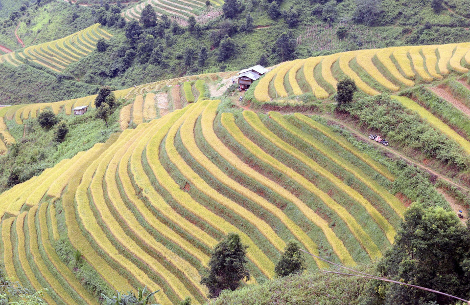 Những thửa ruộng bậc thang lúa chín vàng tại xã Xím Vàng như những dải lụa mềm mại, tạo khung cảnh thơ mộng. (Ảnh: Quang Quyết/TTXVN)