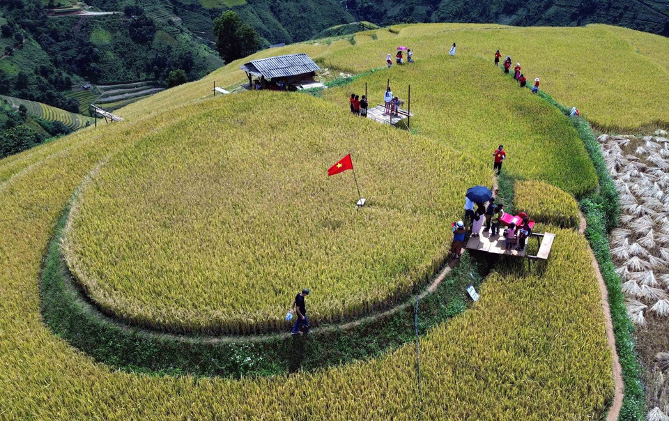 Những thửa ruộng bậc thang mùa lúa chín tại xã Xím Vàng tạo khung cảnh thơ mộng thu hút rất đông khách du lịch. (Ảnh: Quang Quyết/TTXVN)