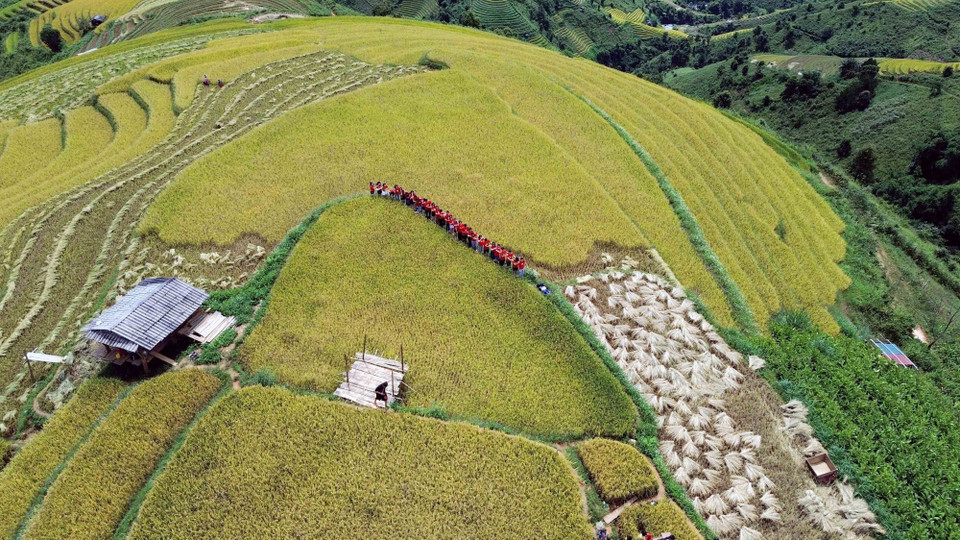 Những thửa ruộng bậc thang lúa chín vàng tại xã Xím Vàng thu hút rất đông khách du lịch tới thăm quan, chụp ảnh. (Ảnh: Quang Quyết/TTXVN)