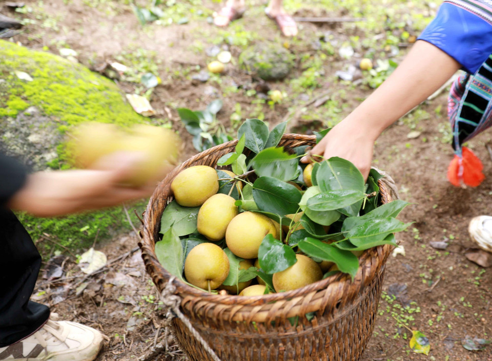 Những quả lê được hái tại vườn tươi, ngon. (Ảnh: Quý Trung/TTXVN)