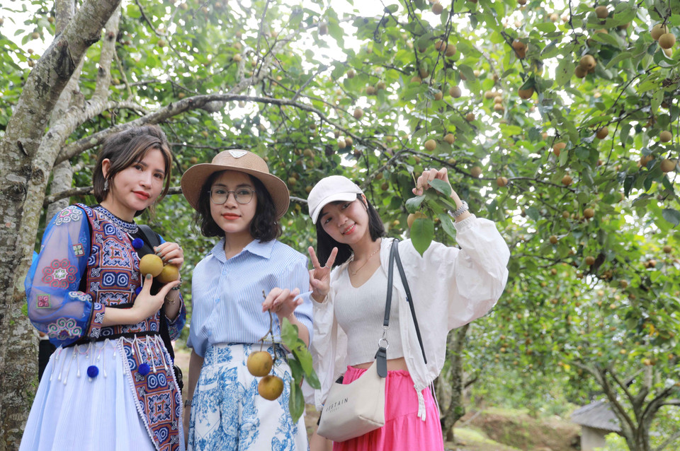 Giới trẻ thích thú khi được trải nghiệm, thưởng thức hái lê tại vườn. (Ảnh: Quý Trung/TTXVN)