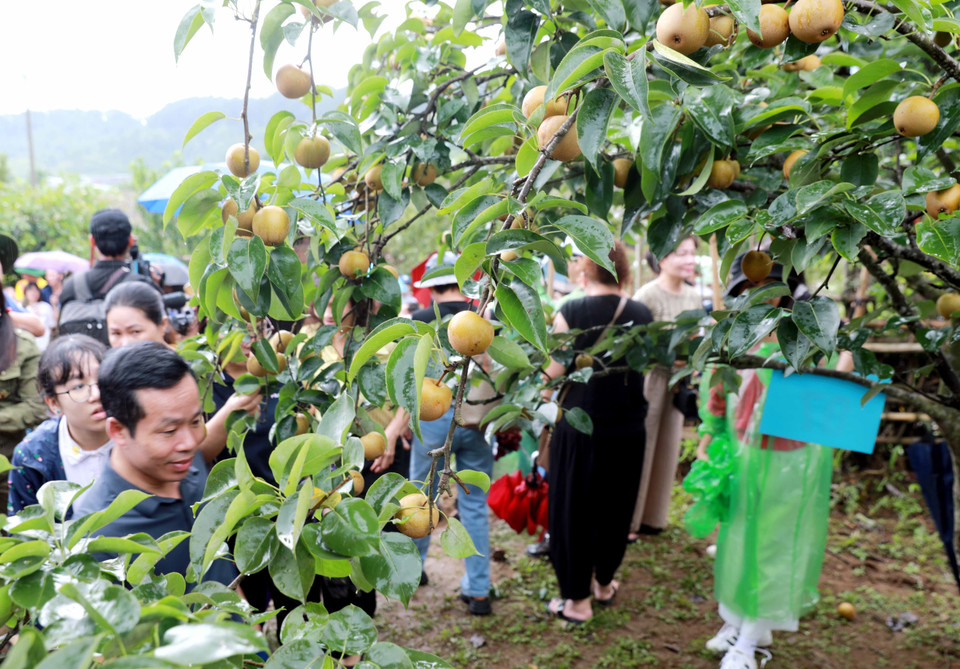Giang Ma là xã vùng cao của tỉnh Lai Châu, nơi đây có độ cao hơn 1000m so với mực nước biển, khí hậu quanh năm mát mẻ phù hợp phát triển trồng cây ôn đới như Lê. (Ảnh: Quý Trung/TTXVN)