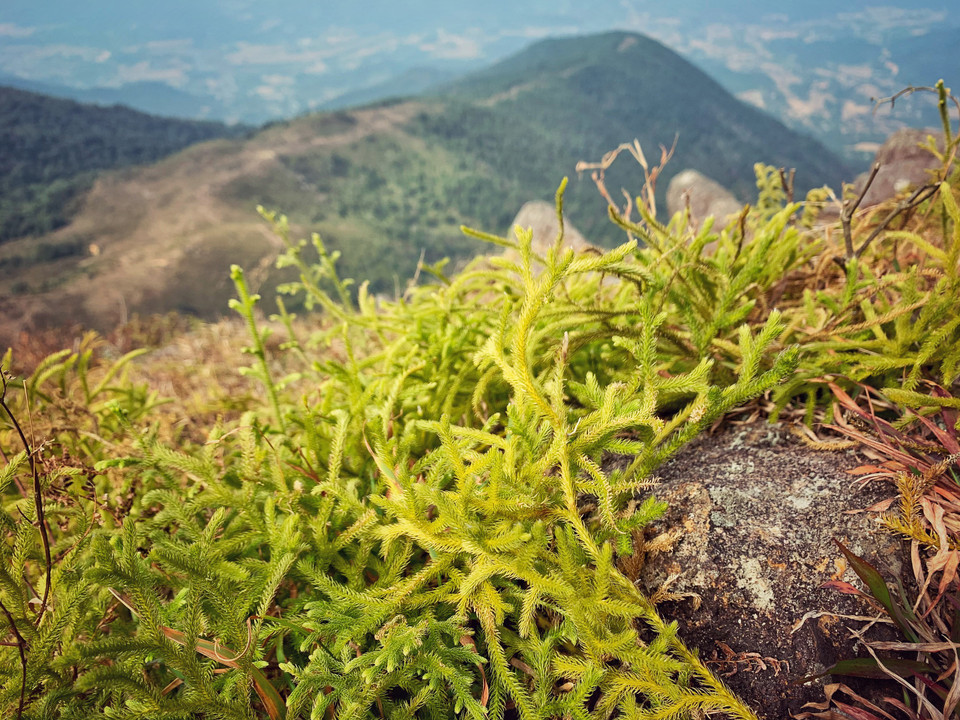 Thảm thực vật ở quãng đường gần tới đỉnh. (Ảnh: Xuân Mai/Vietnam+)