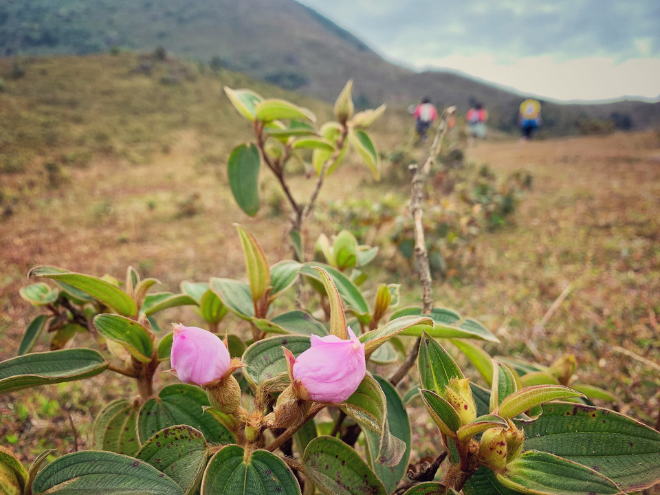 Quãng đường này tuy không còn nhiều cây lớn, nhưng bù lại quang cảnh thoáng đãng nên có thể phóng tầm mắt chiêm ngưỡng những dãy núi trập trùng và hùng vỹ bao quanh. (Ảnh: Xuân Mai/Vietnam+)