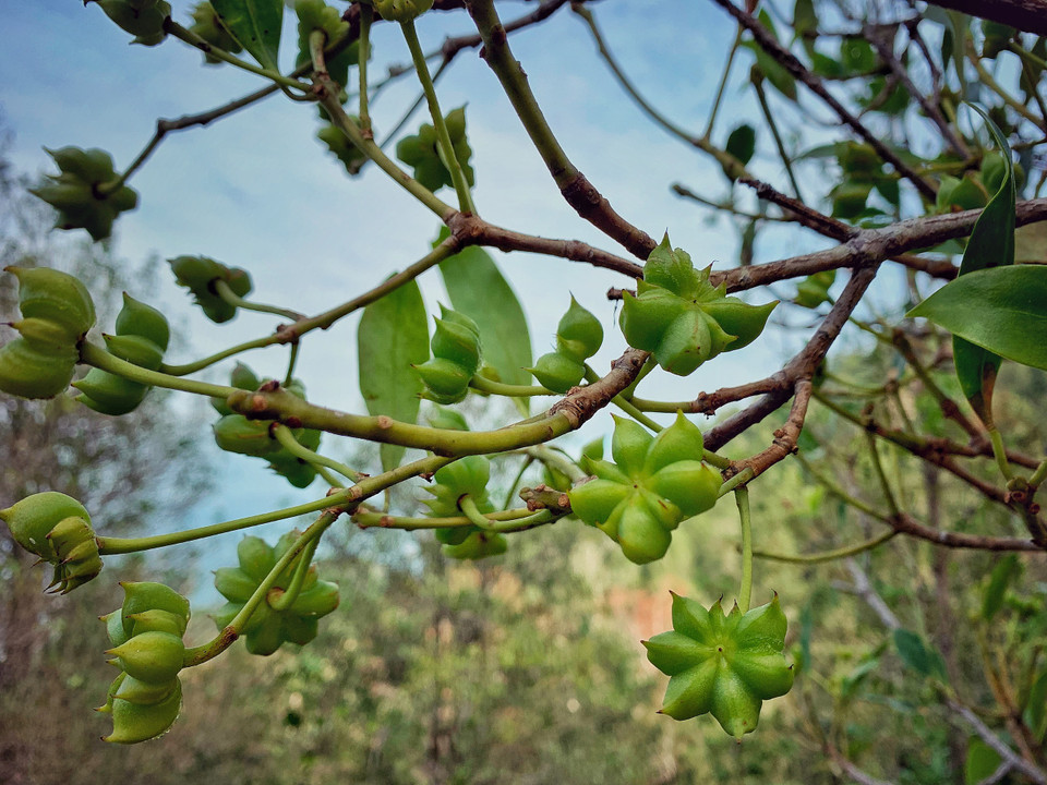 Vùng này chính là vựa hồi của Quảng Ninh và mùa Đông chính là thời điểm hoa hồi bung nở. (Ảnh: Xuân Mai/Vietnam+)