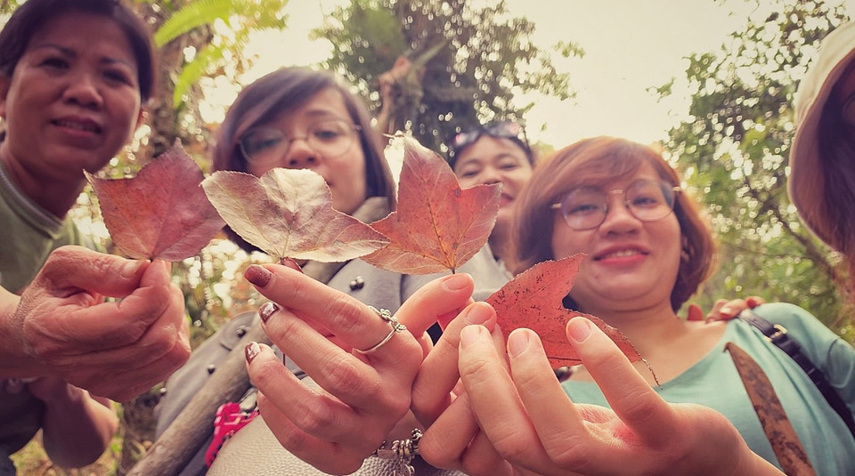 Xuyên qua những cánh rừng rậm rạp dưới tán phong cổ thụ đang mùa thay lá, du khách thích thú với trải nghiệm này. (Ảnh: Xuân Mai/Vietnam+)