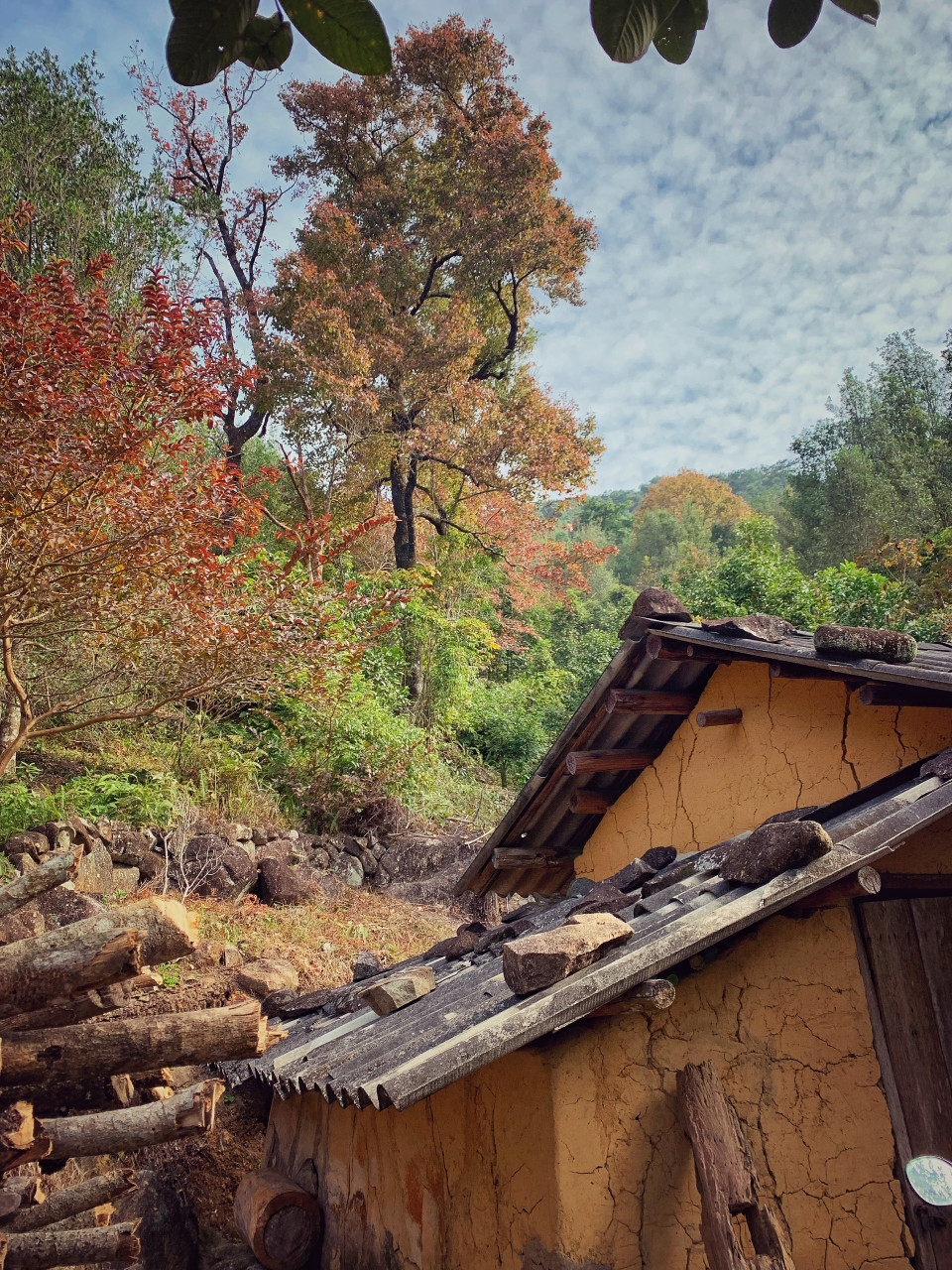 Tháng 12 lên Cao Xiêm sẽ là một khung cảnh nên thơ của màu sắc núi rừng, thấp thoáng đôi mái nhà của người dân tộc địa phương dưới chân núi. Cảnh đẹp và lãng mạn, du khách có thể kết hợp vừa leo núi vừa cắm trại dã ngoại trong ngày. Vào dịp cuối năm, ở đoạn đầu tiên của chặng đường, bạn sẽ bắt gặp nhiều cây sau sau cổ thụ trổ lá đỏ rực rỡ, hoa sở bung hoa trắng xóa và hồi đang kết trái tỏa hương thơm đặc trưng. (Ảnh: Xuân Mai/Vietnam+)