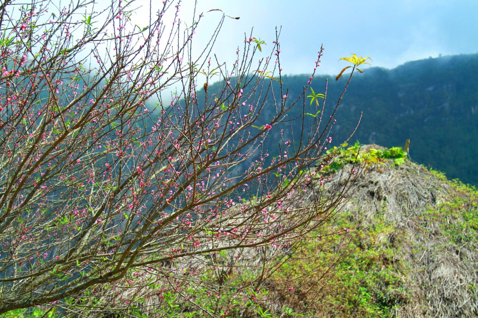 Sắc xuân sớm mang đến không khí đầm ấm cho Y Tý - xã ở độ cao 2.000m so mặt nước biển. (Ảnh: Xuân Mai/Vietnam+)