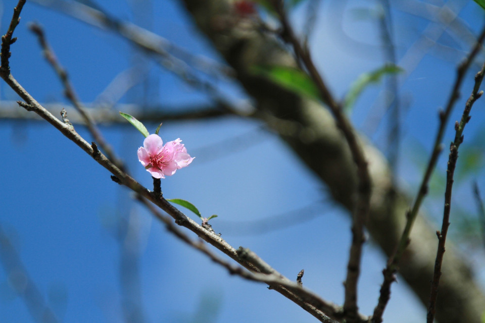 Tuy còn gần ba tháng nữa mới đến Tết nhưng những cánh đào rừng đầu tiên đã nở sớm rực rỡ ở Y Tý. (Ảnh: Xuân Mai/Vietnam+)
