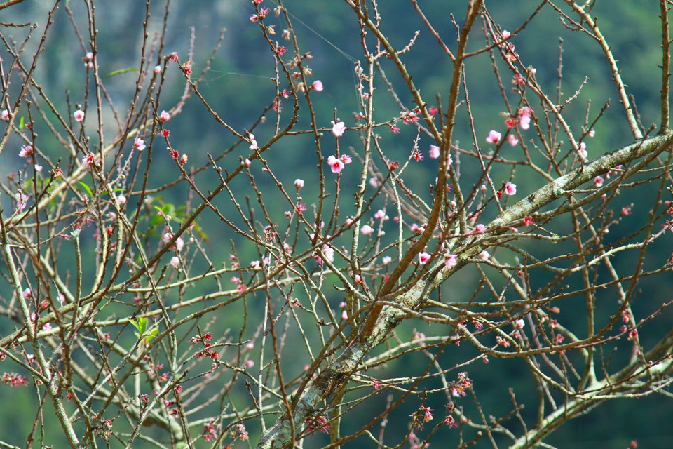 Đào rừng là một trong những vẻ đẹp làm nên bản sắc rất riêng ở những xã vùng cao như Y Tý. (Ảnh: Xuân Mai/Vietnam+)