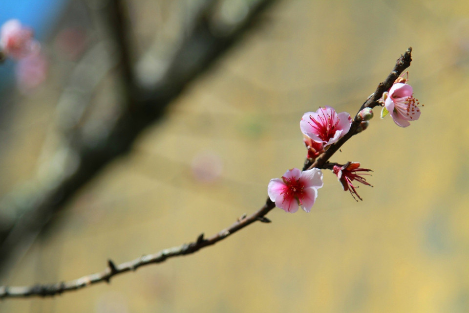 Có lẽ vì khí hậu Y Tý quá khắc nghiệt với mùa Đông thường kéo dài và phủ trắng tuyết vài năm trở lại đây, nên những cánh đào 'rủ nhau' mang Xuân đến sớm cho đồng bào H'Mông. (Ảnh: Xuân Mai/Vietnam+)