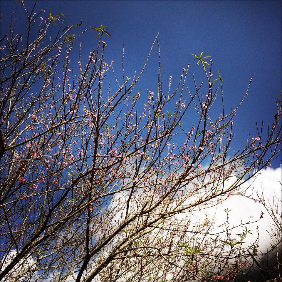 Rừng hoa khoe sắc cùng nắng vàng rực rỡ dưới nền trời xanh ngắt và tô điểm cho biển mây trắng xóa, tạo nên một bức tranh Xuân sớm thật lãng mạn. (Ảnh: Xuân Mai/Vietnam+)