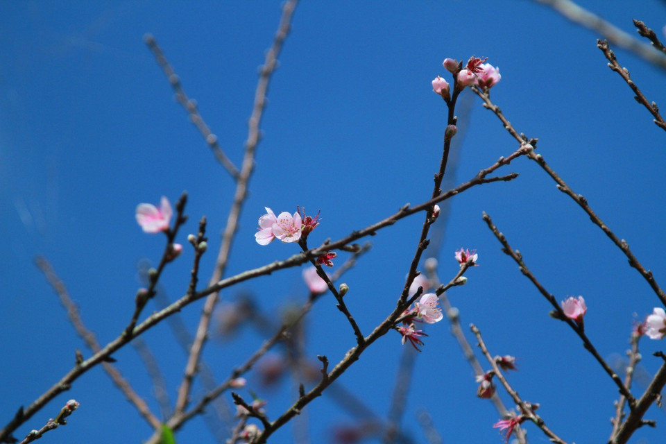 Người dân địa phương cho biết, hoa bắt đầu nở từ một tuần nay và ở Y Tý năm nào hoa đào cũng nở sớm như vậy. (Ảnh: Xuân Mai/Vietnam+)